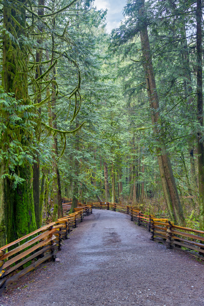 Hiking trail through a forest park on a cool summer day