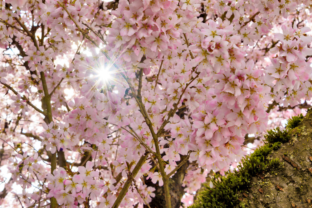 Sun rays lighting through ping flowers of blossoming cherry tree