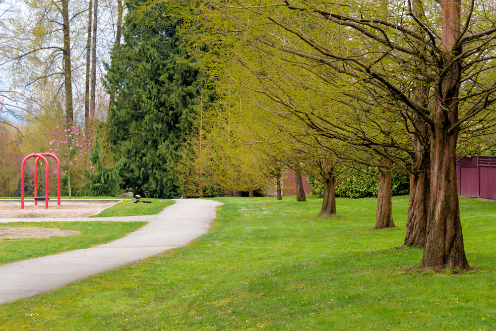 Beautiful walkway in a park along blooming trees