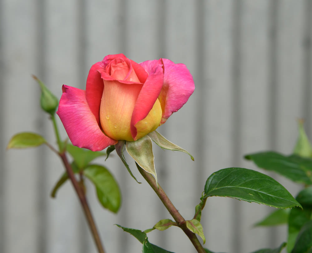 Marcescent scarlet yellow rose on grey striped background. Close up image of the flower