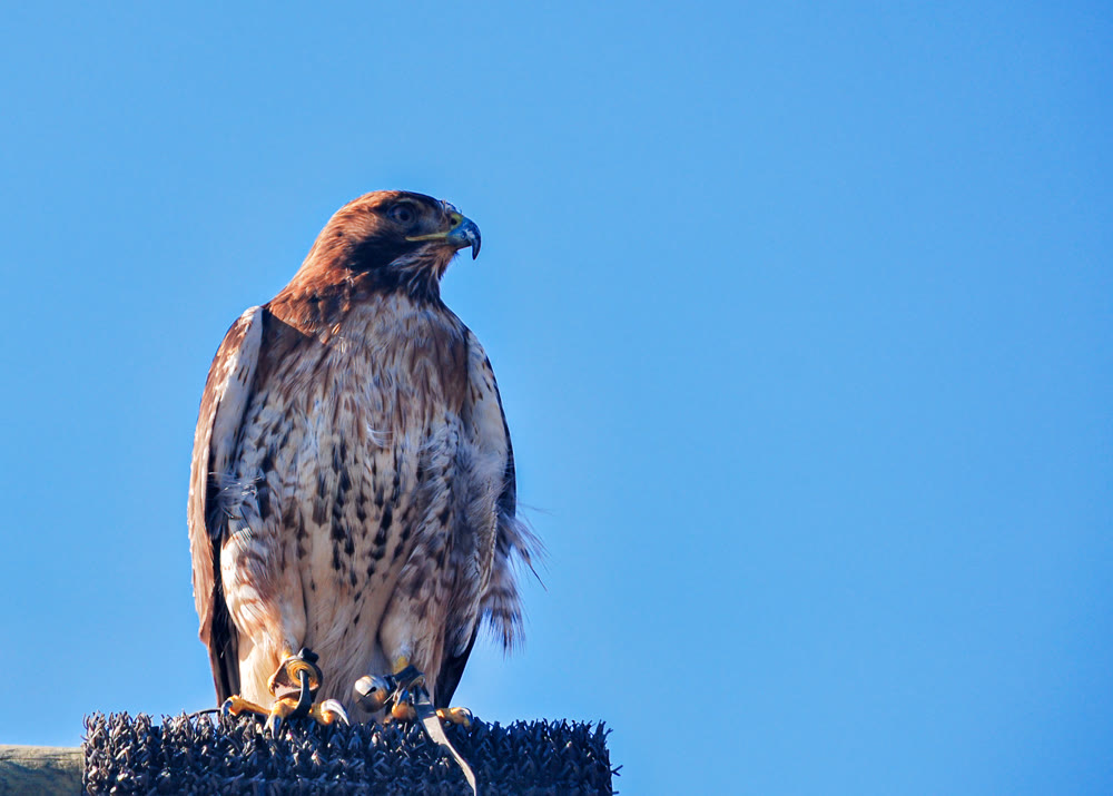 Majestic Red-Tailed Hawk Perched Majestically Against a Clear Blue Sky