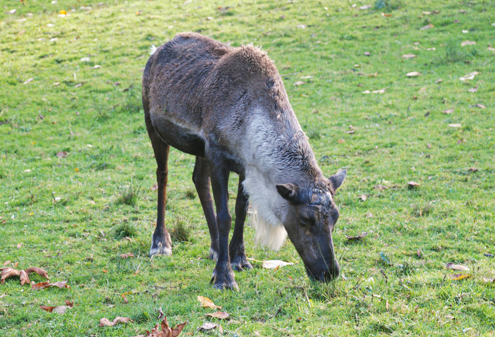 Reindeer Grazing on Green Grass in an Open Pasture During Autumn