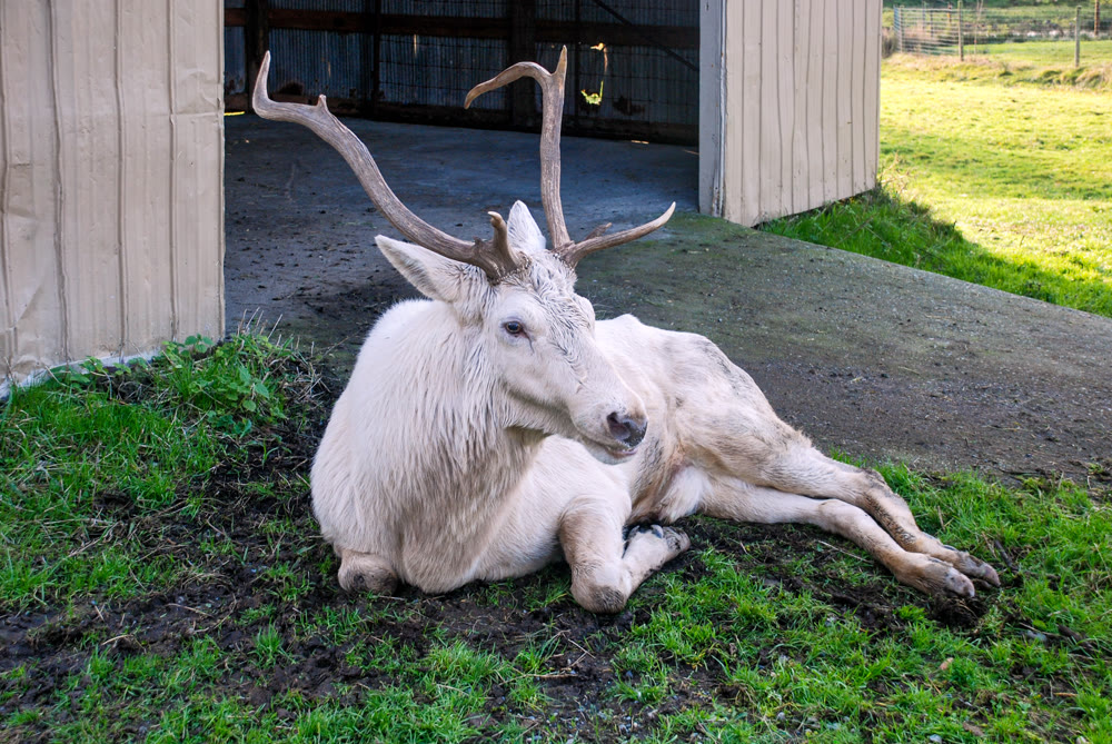 White Stag with Large Antlers Resting Outdoors Next to a Barn