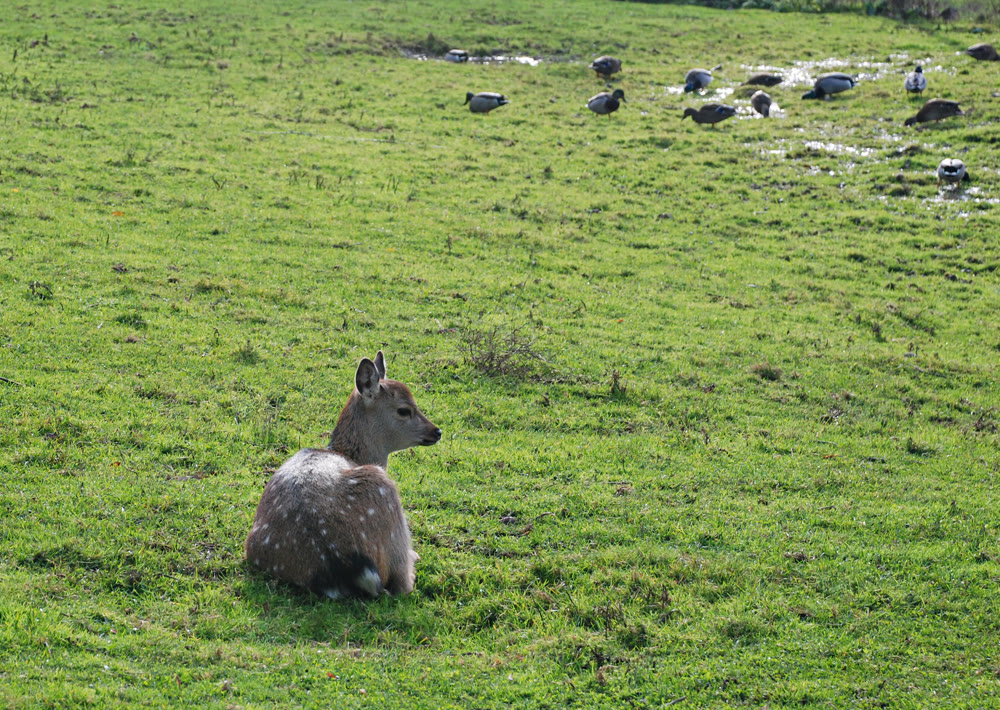 Young Spotted Fawn Resting in a Green Pasture with Grazing Mallard Ducks