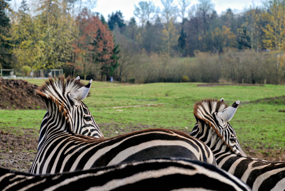 Close-Up Profile of two Zebras Looking Away in an Open Grass Field Outdoors