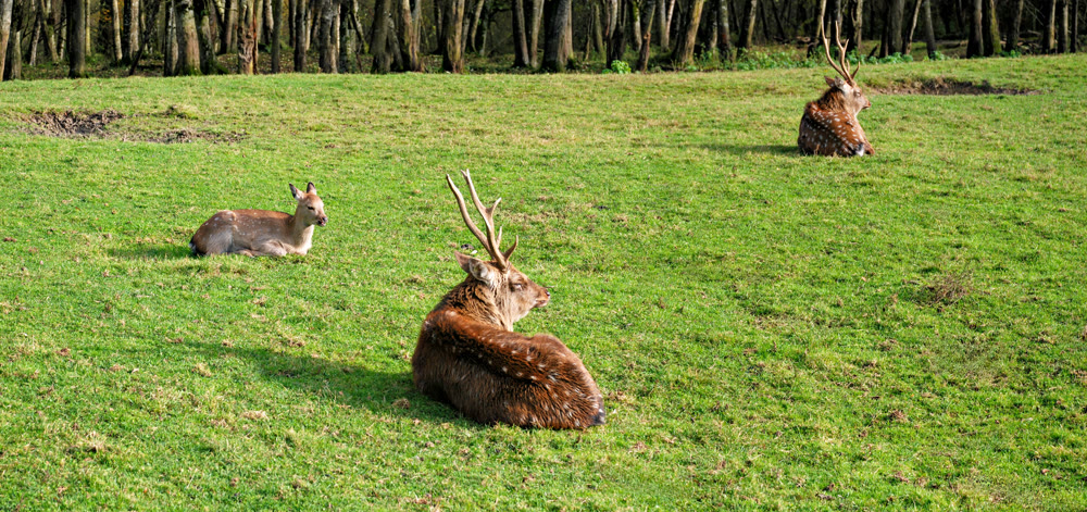 Three Spotted Sika Deer Relaxing and Lying Down in an Open Green Pasture