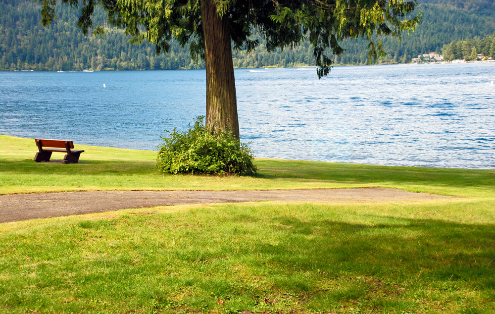 Tranquil Lake Shore with Empty Bench and Shade Tree in Summer