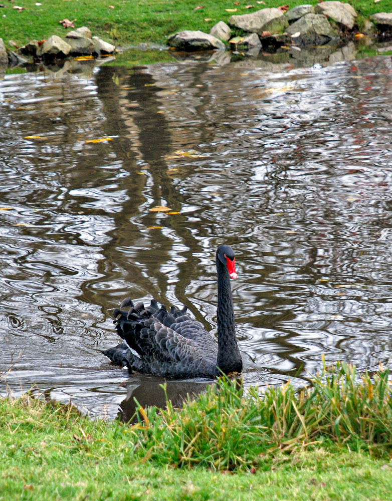 Single Black Swan Swimming on a Rippled Pond Outdoors Near a Grassy Shore