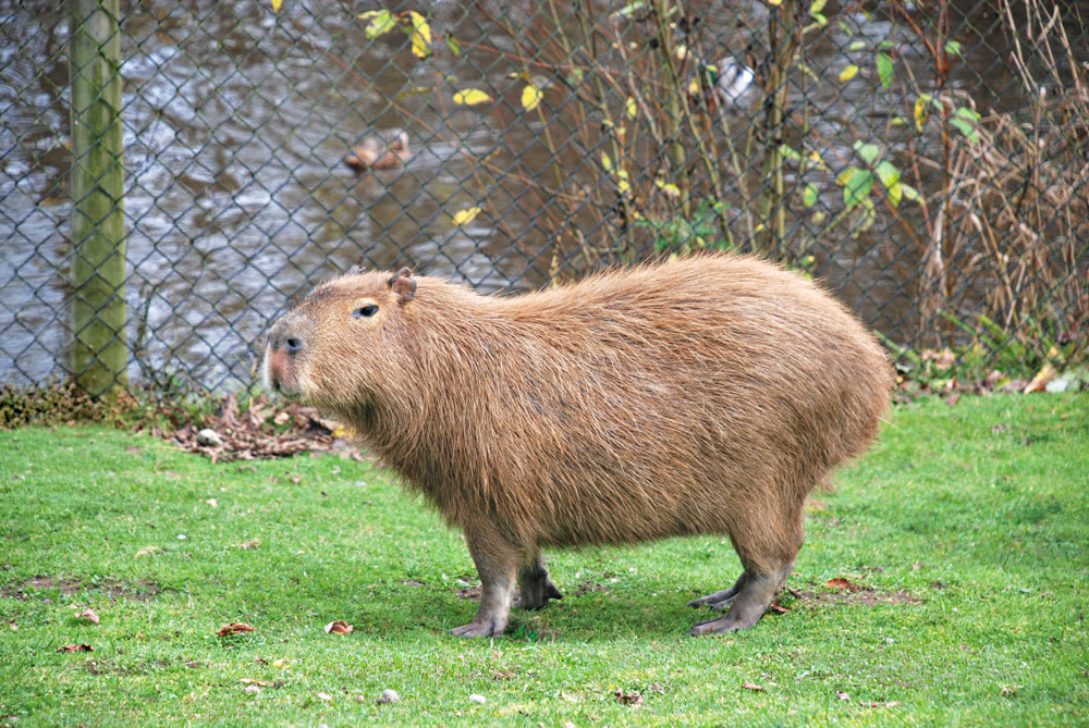 Single Capybara Standing on a Green Grass Field Outdoors Near a Water Fence