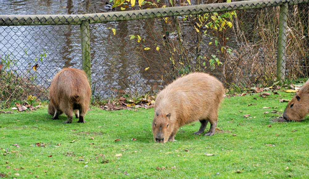 Three Capybaras Grazing on a Green Grass Field Outdoors Near a Fence and Water