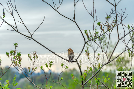 House Finch bird sitting on tree branch on overcast sky background