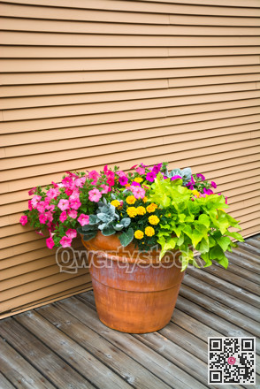 Colorful flowers in big earthenware jar on wooden siding background