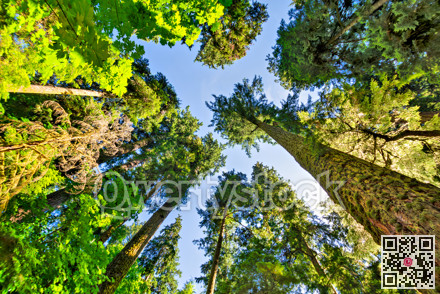 Tollest trees on the planet from Vancouver island