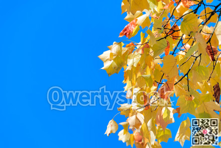 Bright yellow maple leaves at autumn on blue sky background