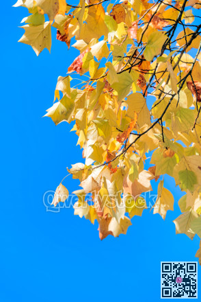 Bright yellow maple leaves at autumn on blue sky background
