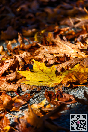 Yellow and bug maple leaves lighted up with sun on autumn season