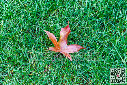 Miff off brown maple leaf on green grass background