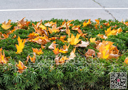 Yellow maple leaves on the green fence top