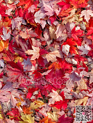 Bright red maple leaves laying on the ground
