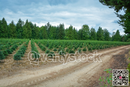 Planting stock of pine trees on tree farm for re-forestation