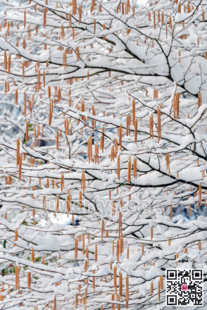Tree branches with seeds covered in snow