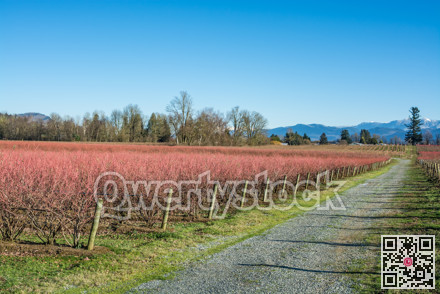 Field of leafless blueberry plants prepared for winter season.