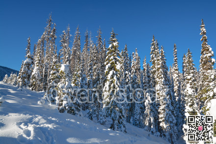 Trees in a snow on a sunny winter day. Winter forest in Manning Park, BC.