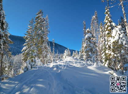 Trees in a snow on a sunny winter day. Winter forest in Manning Park, BC.