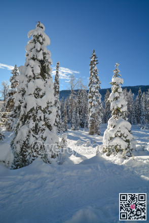 Trees in a snow on a sunny winter day. Winter forest in Manning Park, BC.