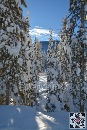 Trees in a snow on a sunny winter day. Winter forest in Manning Park, BC.