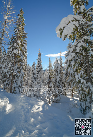 Trees in a snow on a sunny winter day. Winter forest in Manning Park, BC.