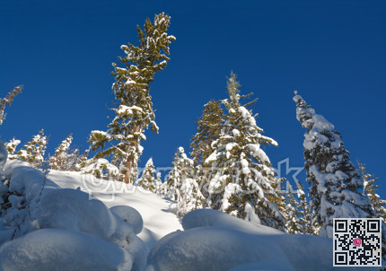 Trees in a snow on a sunny winter day. Winter forest in Manning Park, BC.