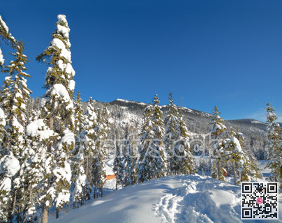 Trees in a snow on a sunny winter day. Winter forest in Manning Park, BC.