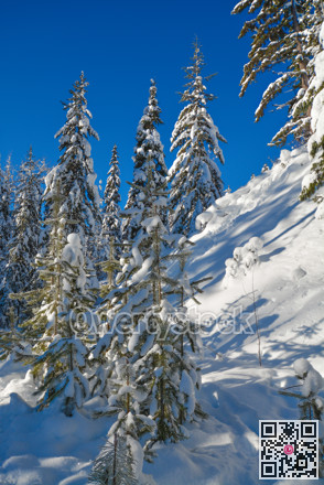 Trees in a snow on a sunny winter day. Winter forest in Manning Park, BC.