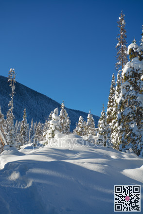 Trees in a snow on a sunny winter day. Winter forest in Manning Park, BC.