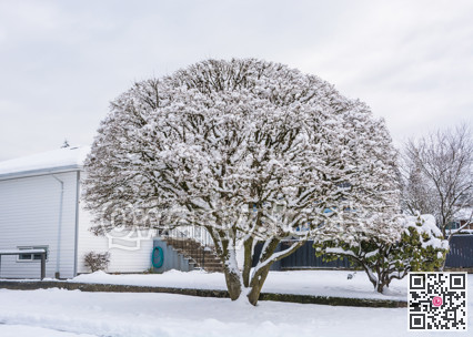 Big decorative tree in snow on front yard of residential house.
