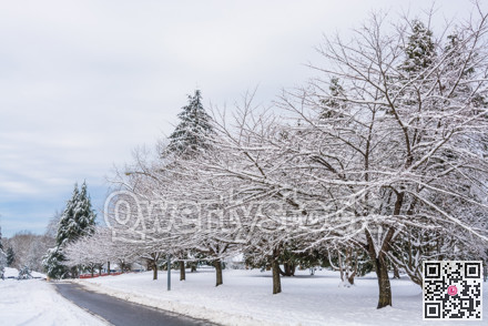 Snowed sacura trees on a street in winter Vancouver, Canada.