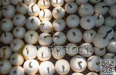 Harvest of white winter pumpkins stored on ground