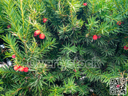 Foliage of Irish yew. Taxus Baccata berries among green leaves with spider net