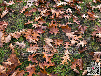 Fallen foliage on green grass background. Oak leaves on the ground