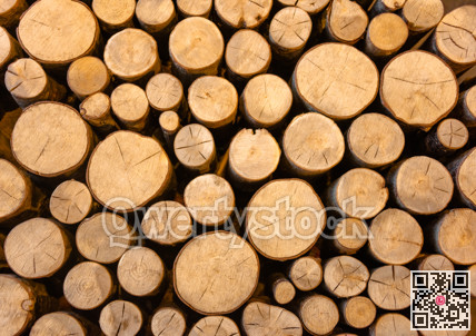 Cutted wood logs. Natural pattern of background texture