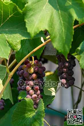 Fascicle red grape among the leaves. Vine branch with racemules of red grape.