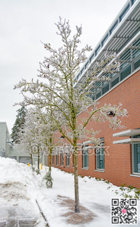 Ice covered trees and office building on overcast sky background