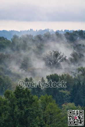 Vaporazing fog over growing trees on overcast sky background