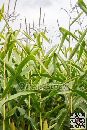Forage corn plants on overcast sky background