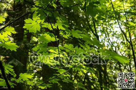 Bright green maple leaves lighted up with sun light
