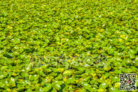 Green leaves of white water lily on a lake water surface