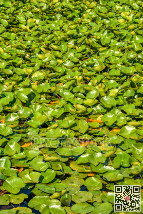 Green leaves of white water lily on a lake water surface