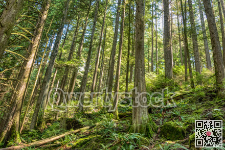 Deep green forest on bright summer day
