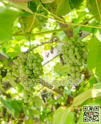 Fascicle of green grape growing among the leaves